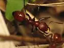 Shining Amazon ant - photo 4