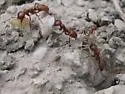 Western Amazon ant - photo 2