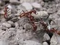 Western Amazon ant - photo 3