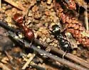 Western Amazon ant - photo 4