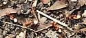 Western Amazon ant - photo 5