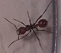 Foothills Amazon ant