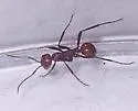 Foothills Amazon ant - photo 2