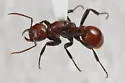 Foothills Amazon ant - photo 3