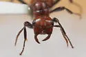Foothills Amazon ant - photo 4
