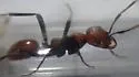 Foothills Amazon ant - photo 5
