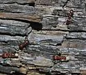 Topoff's Amazon ant