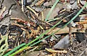 Topoff's Amazon ant - photo 2
