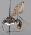 Topoff's Amazon ant - photo 3