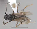 Topoff's Amazon ant - photo 4