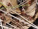 Topoff's Amazon ant - photo 5