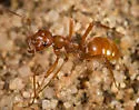 Wine-red Amazon ant