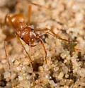 Wine-red Amazon ant - photo 2