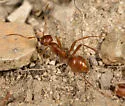 Wine-red Amazon ant - photo 3