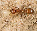 Wine-red Amazon ant - photo 4