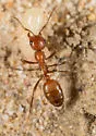 Wine-red Amazon ant - photo 5