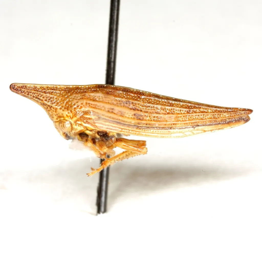 Polyglypta dorsalis - photo 2
