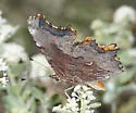 Hoary Comma - Hodges#4427