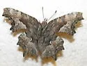Hoary Comma - Hodges#4427 - photo 2