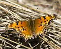 Hoary Comma - Hodges#4427 - photo 3