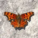 Hoary Comma - Hodges#4427 - photo 4