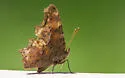 Hoary Comma - Hodges#4427 - photo 5