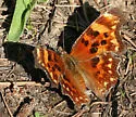 Oreas Comma - Hodges#4428