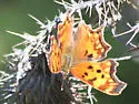Oreas Comma - Hodges#4428 - photo 2