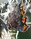 Oreas Comma - Hodges#4428 - photo 3