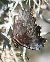 Oreas Comma - Hodges#4428 - photo 4