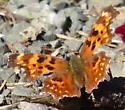 Oreas Comma - Hodges#4428 - photo 5