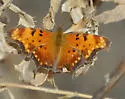 Gray Comma - Hodges#4429