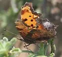 Gray Comma - Hodges#4429 - photo 3