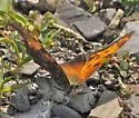 Gray Comma - Hodges#4429 - photo 4