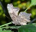 Gray Comma - Hodges#4429 - photo 5