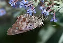 North America Polygon - Polygonus arizonensis