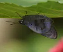 Polygonus histrio - Hodges#3872