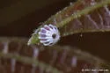 Polygonus histrio - Hodges#3872 - photo 4