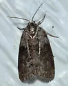 Cadbury's Lichen Moth - Hodges#8104
