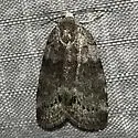 Cadbury's Lichen Moth - Hodges#8104 - photo 3