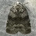 Cadbury's Lichen Moth - Hodges#8104 - photo 4