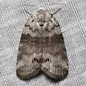 Cadbury's Lichen Moth - Hodges#8104 - photo 5