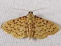 Polygrammodes eleuata - Hodges#5230