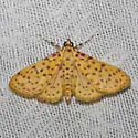 Polygrammodes eleuata - Hodges#5230 - photo 2