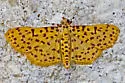 Polygrammodes eleuata - Hodges#5230 - photo 3