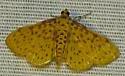 Polygrammodes eleuata - Hodges#5230 - photo 4