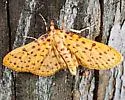 Polygrammodes eleuata - Hodges#5230 - photo 5