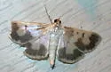 Polygrammodes langdonalis - Hodges#5229 - Polygrammodes langdonalis