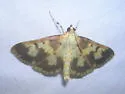 Polygrammodes langdonalis - Hodges#5229 - photo 2