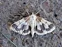 Polygrammodes langdonalis - Hodges#5229 - photo 3
